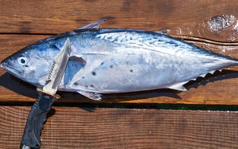How to Humanely Kill a Fish (6 Quick and Humane Ways).